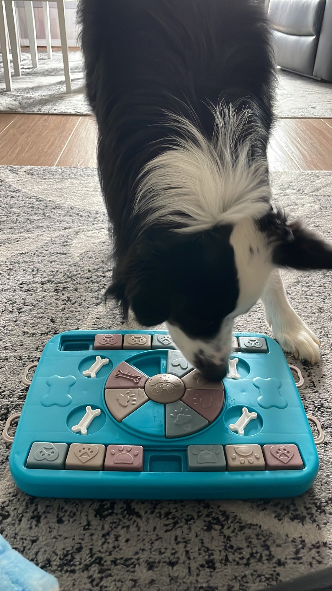 Pet Training Puzzle Game